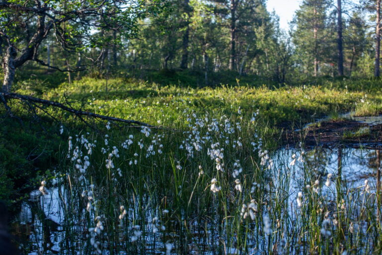Lappi072020 (131 of 141)