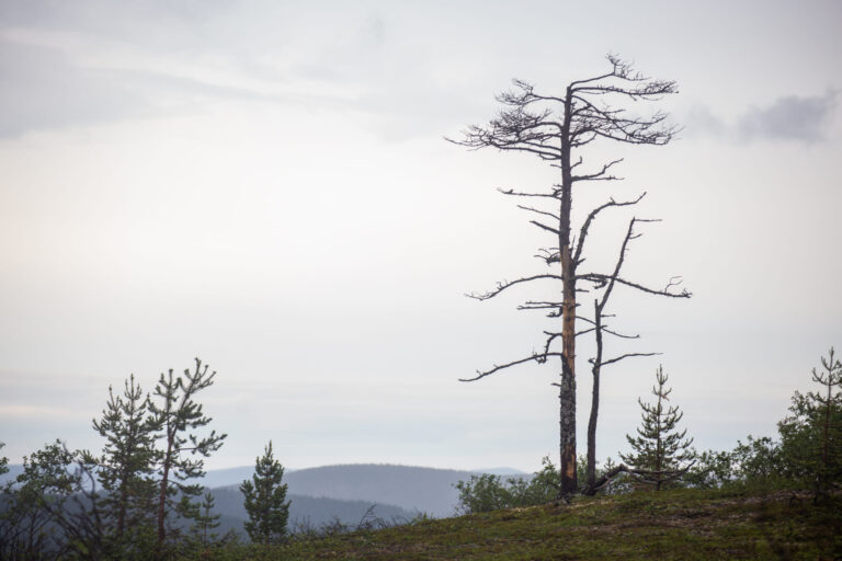 Lappi072020 (21 of 141)