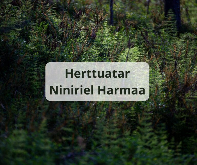 Herttuatar Niniriel Harmaa