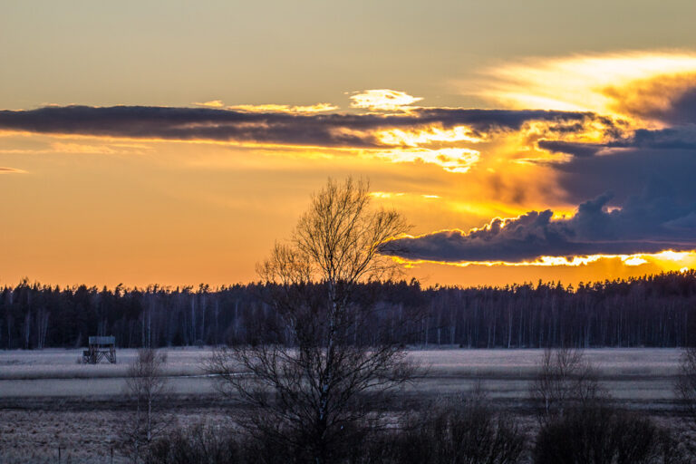 hirvi (1 of 3)